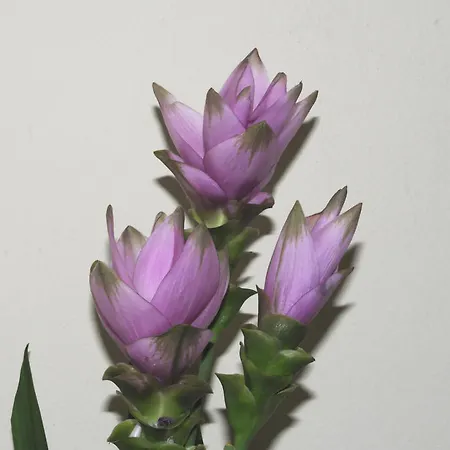 Couette-café Marinetta