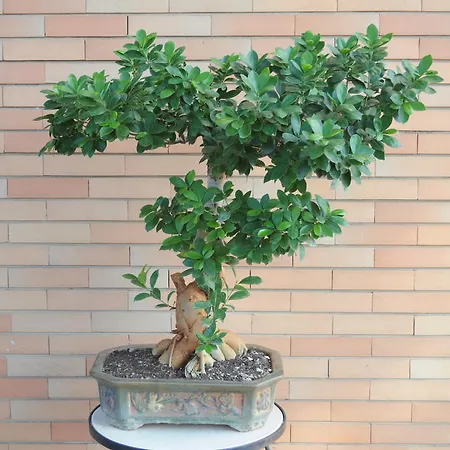 Couette-café Marinetta Signa