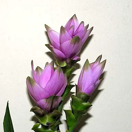 Marinetta Signa